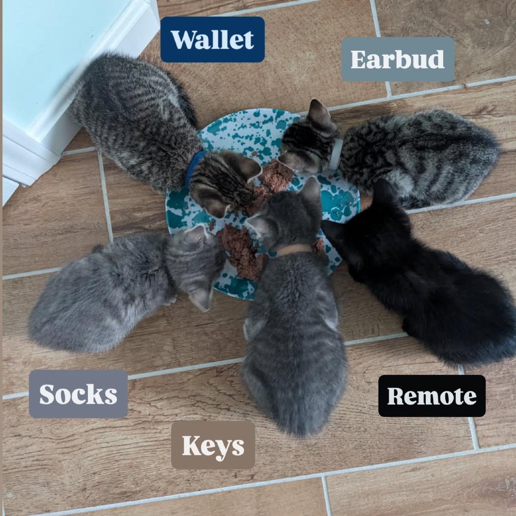 Enlarge Earbud, a Adoptable Domestic Short Hair in Pasadena , MD image 2/4