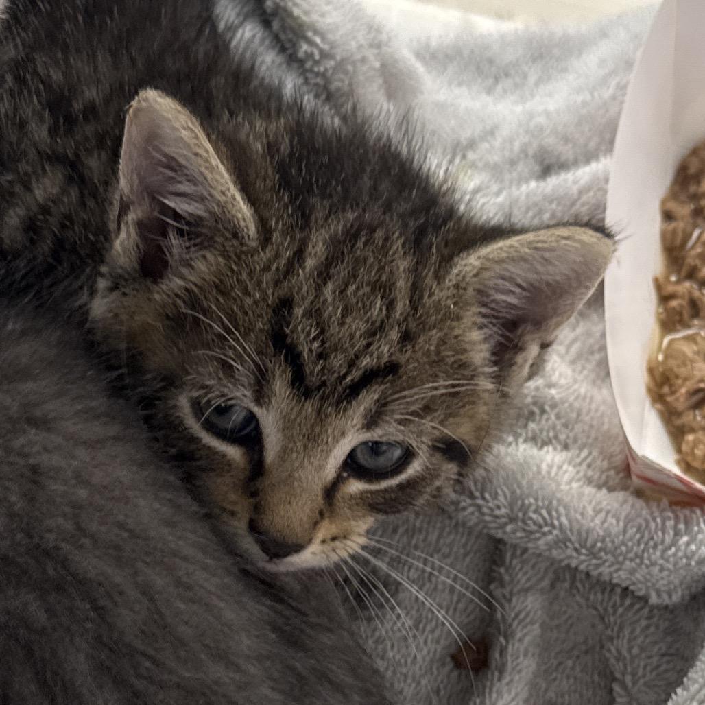 Enlarge Earbud, a Adoptable Domestic Short Hair in Pasadena , MD image 3/4
