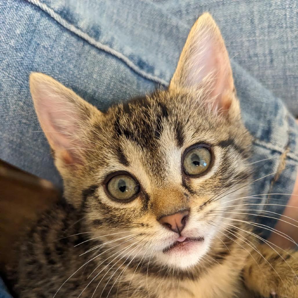 Enlarge Earbud, a Adoptable Domestic Short Hair in Pasadena , MD image 4/4
