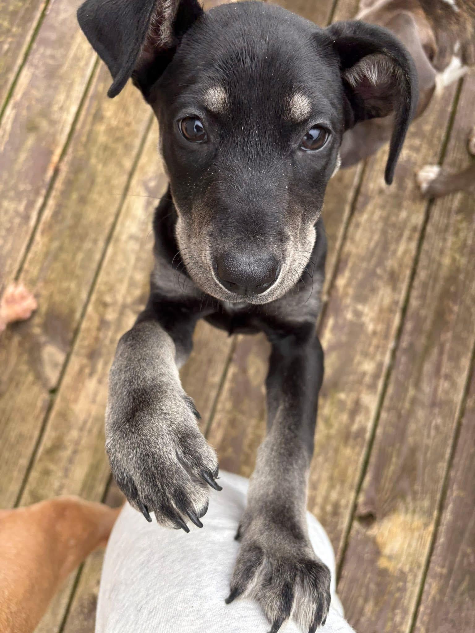 Larry, Adoptable, Puppy Male Labrador Retriever.