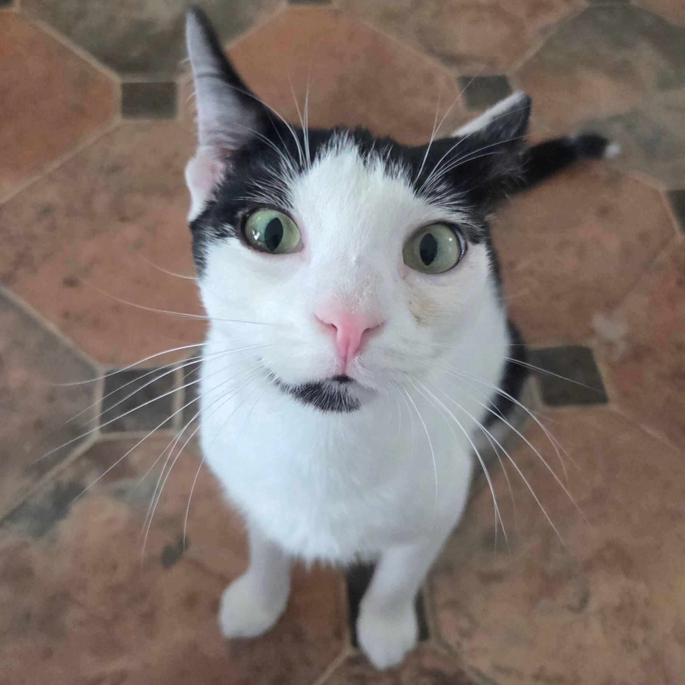Gordita, ADOPTABLE, Young Female Domestic Short Hair.