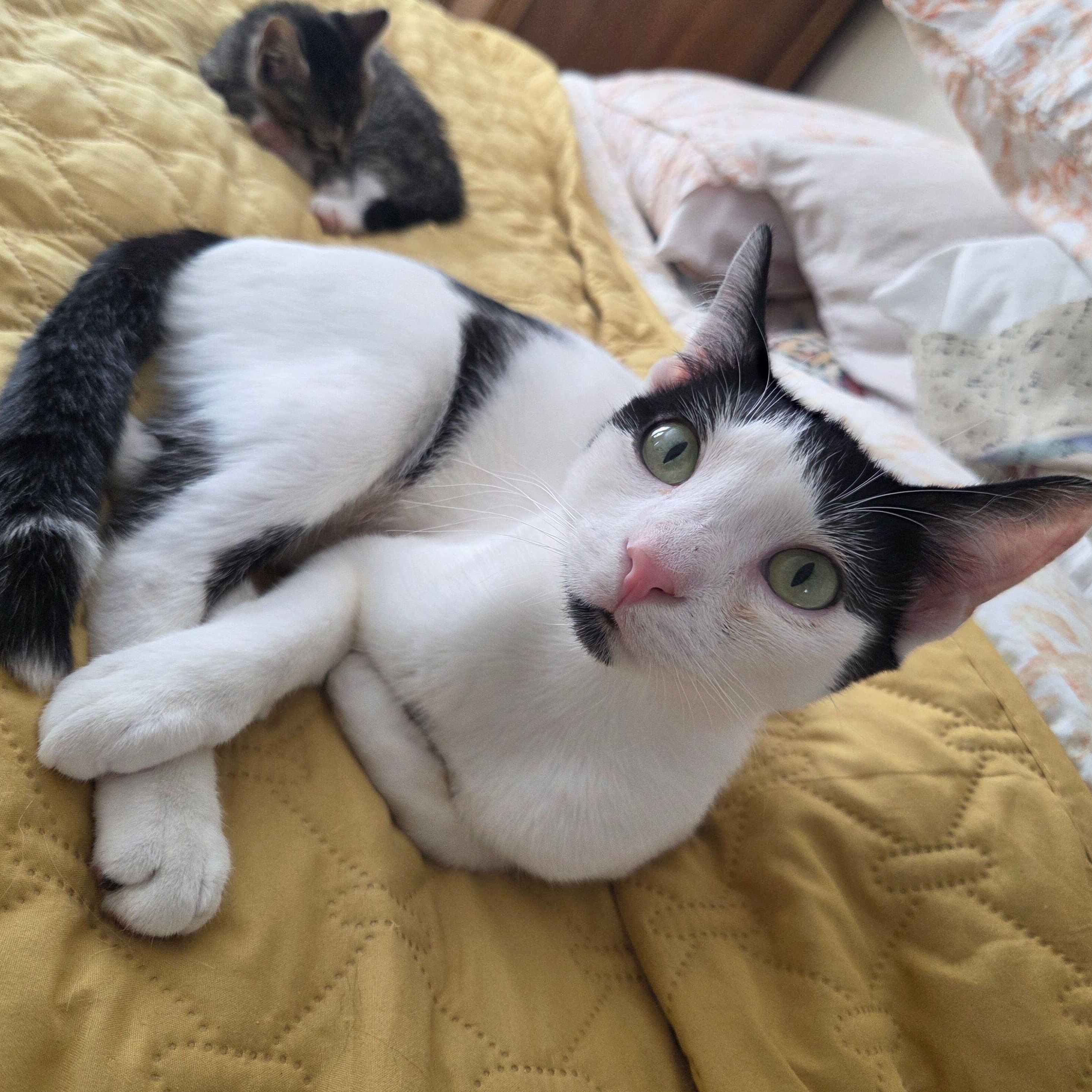 Gordita, a ADOPTABLE Domestic Short Hair in Waltham, MA image 2/3