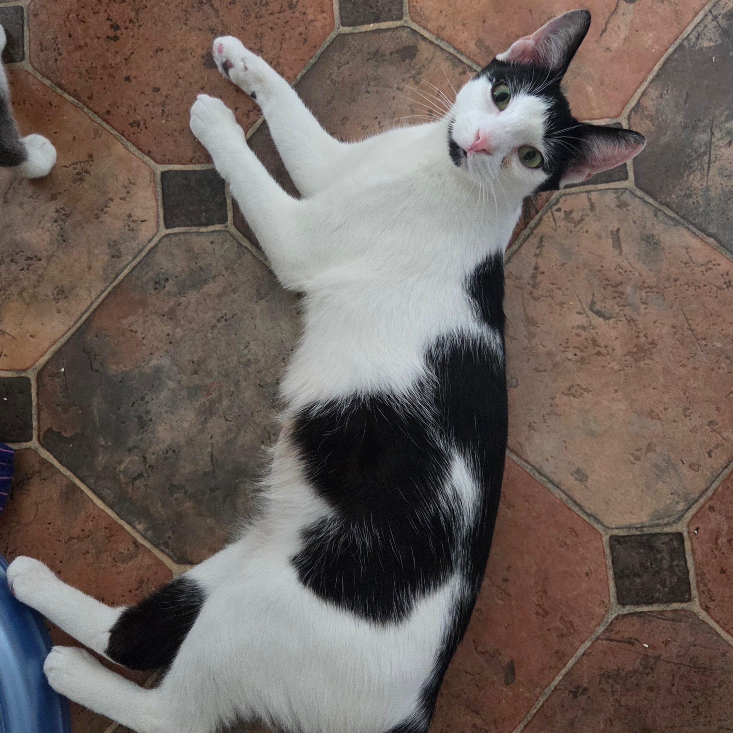 Gordita, a ADOPTABLE Domestic Short Hair in Waltham, MA image 3/3