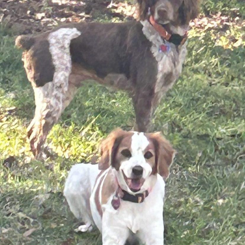 Enlarge Jack - 20041105-TN, a Adopted Brittany Spaniel in Rogersville, TN image 1/1