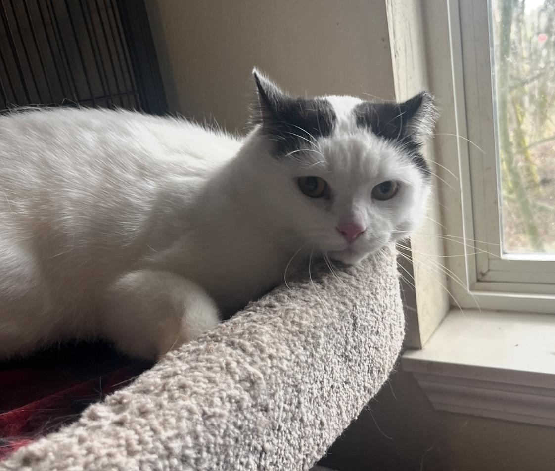 Enlarge Pete, a ADOPTABLE mixed breed in Everett, WA image 2/3