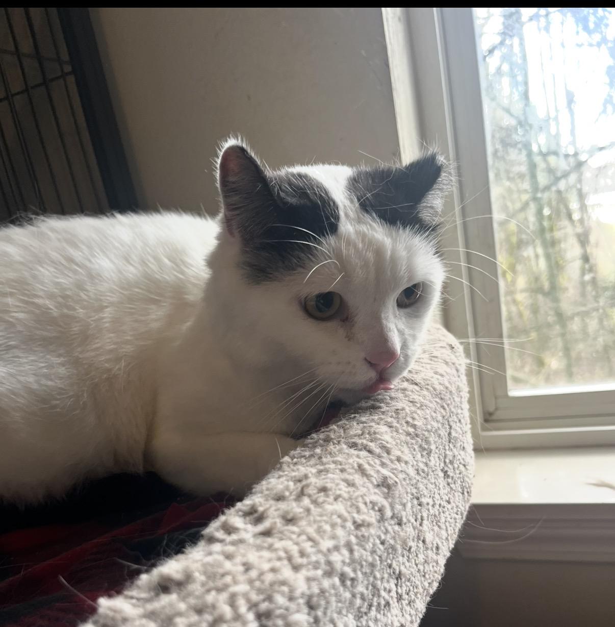 Pete, ADOPTABLE, Adult Male Domestic Short Hair.