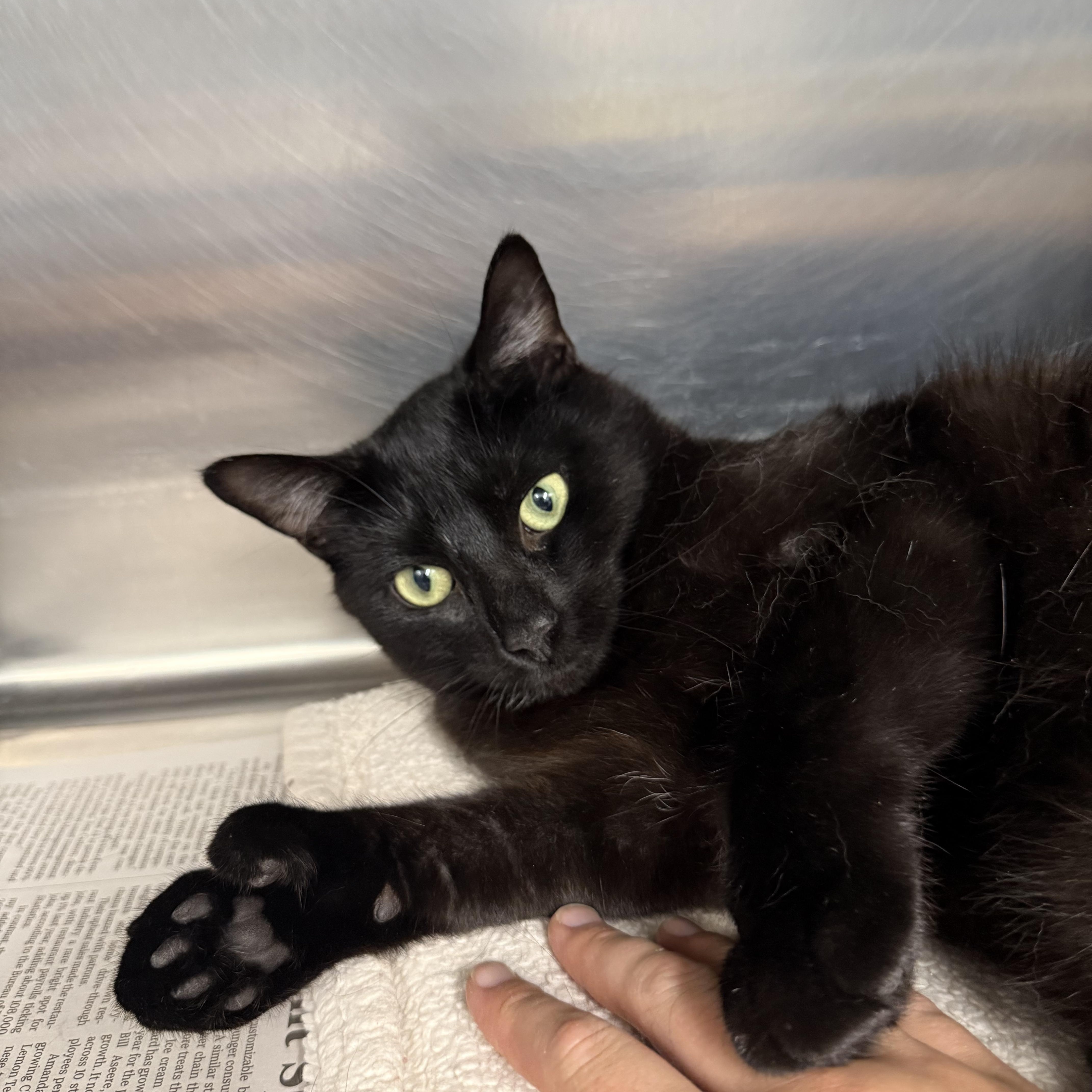 Jeter, a Adoptable Domestic Short Hair in Exeter, RI image 3/3