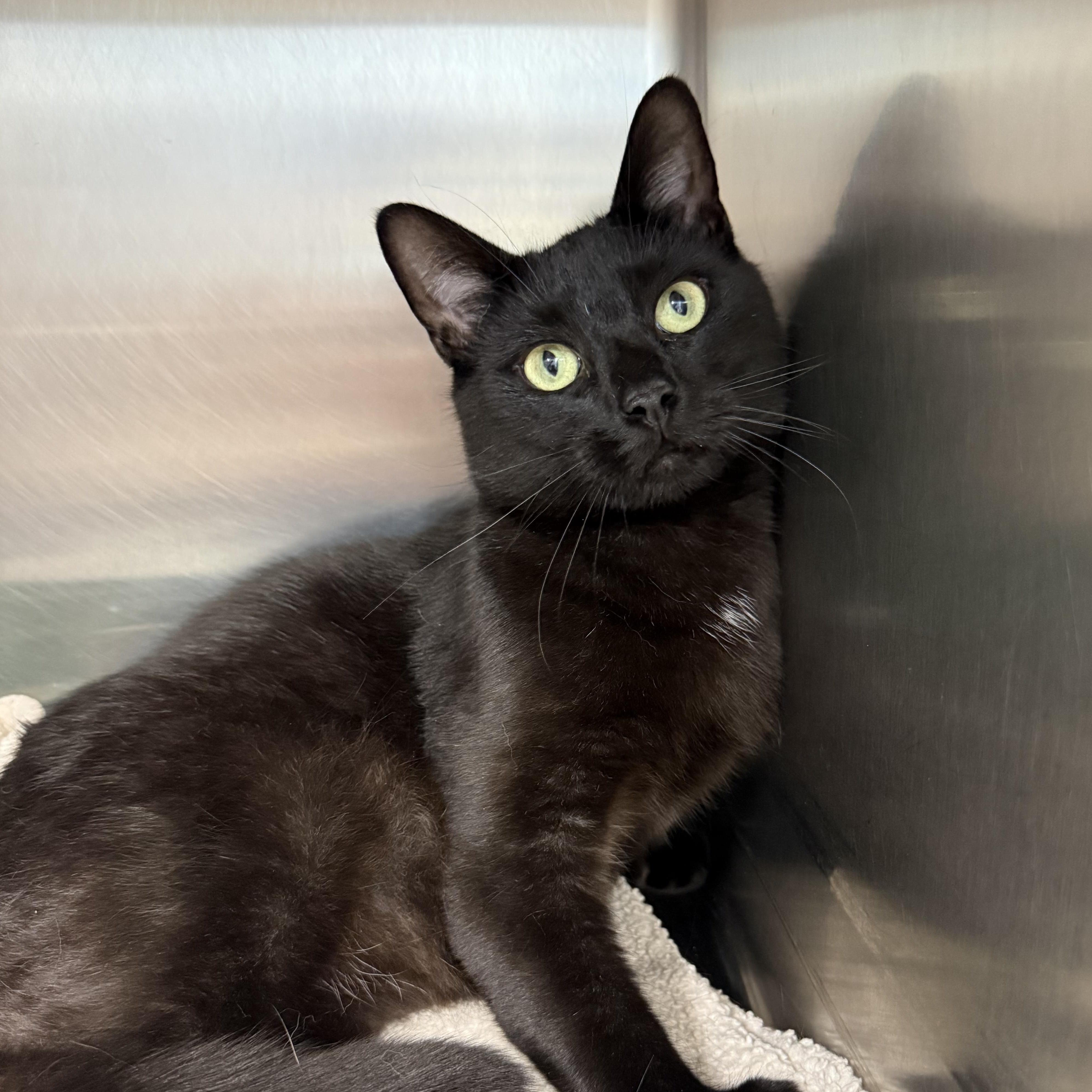 Jeter, Adoptable, Young Male Domestic Short Hair.