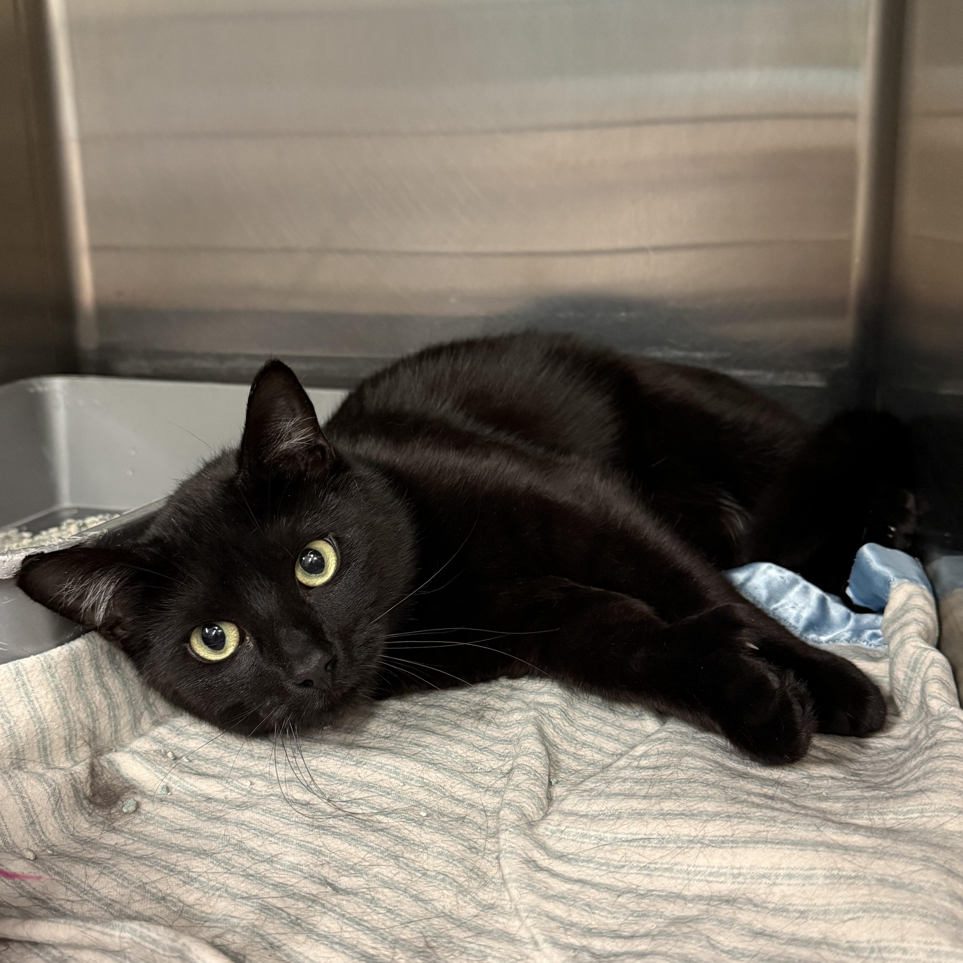 Enlarge Jeter, a Adoptable Domestic Short Hair in Exeter, RI image 1/1