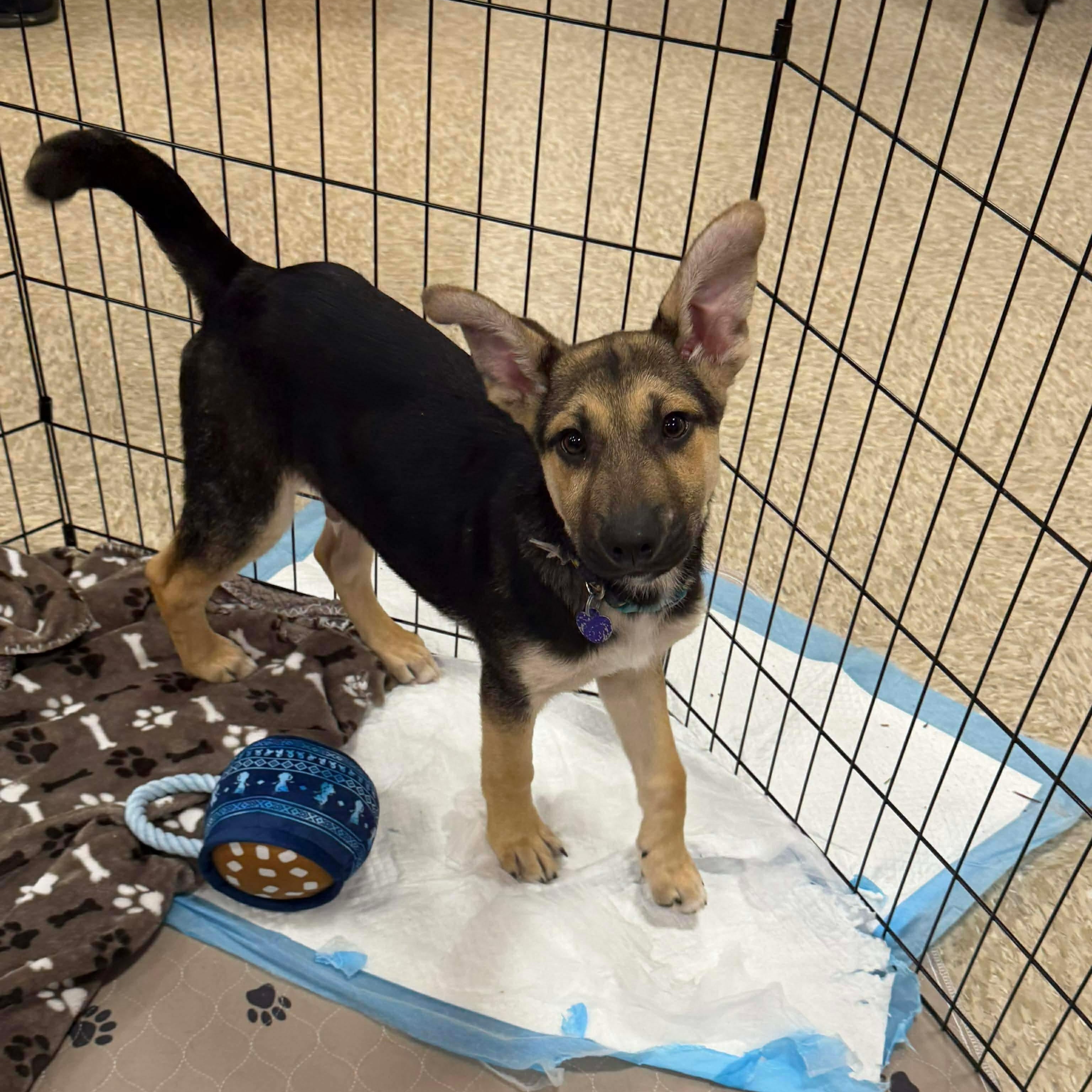 Enlarge Jack #2, an adopted mixed breed in Puyallup, WA image 2/5