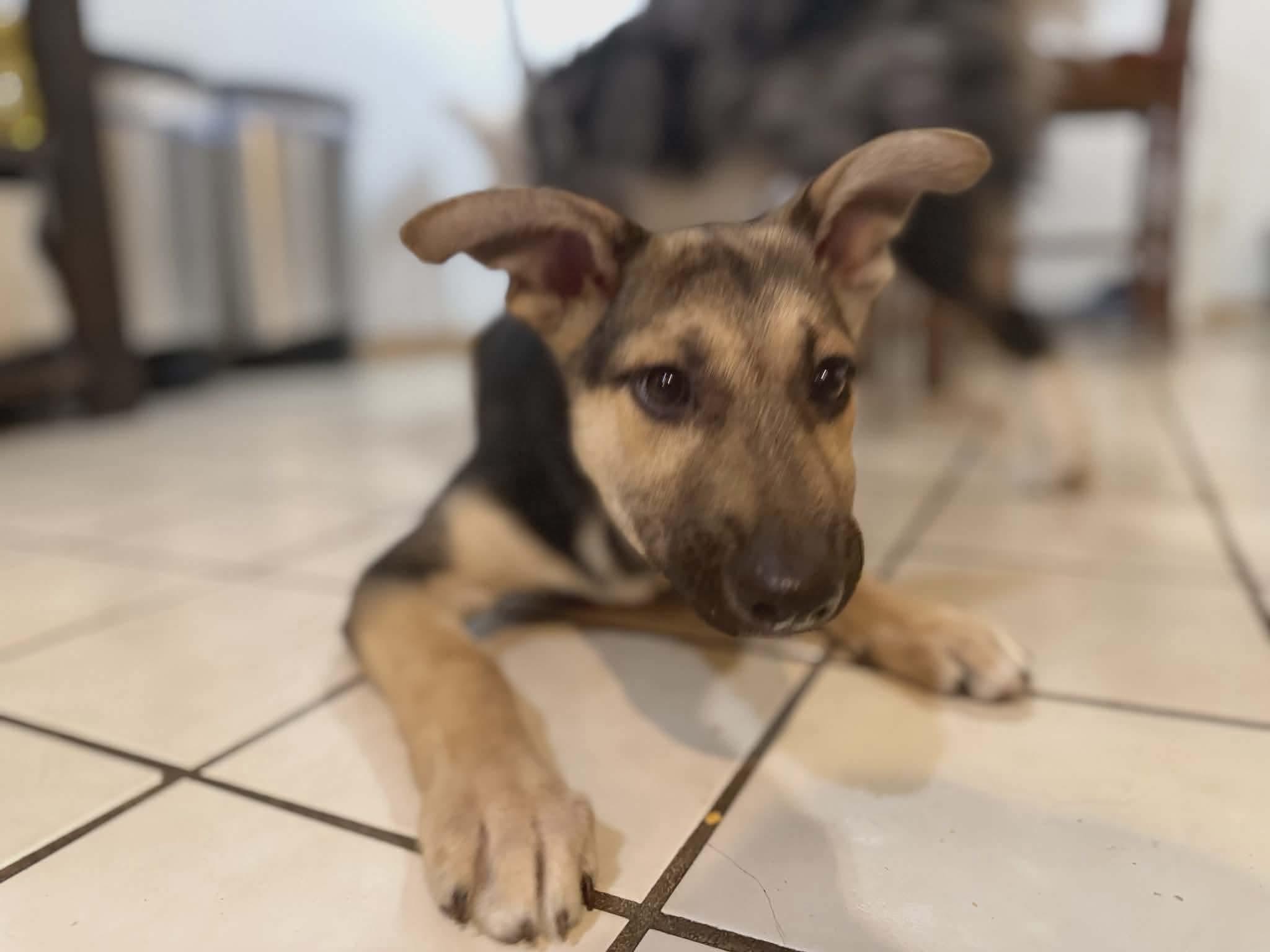 Enlarge Jack #2, an adopted mixed breed in Puyallup, WA image 3/5