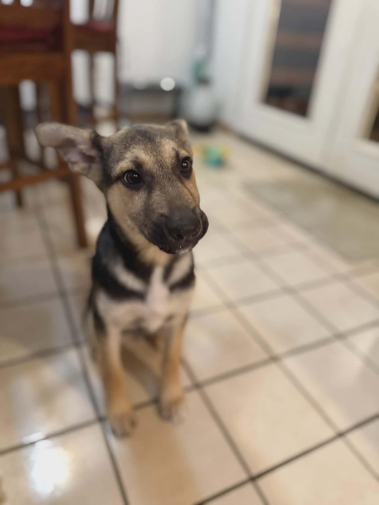 Jack #2, adopted, Puppy Male Shepherd.