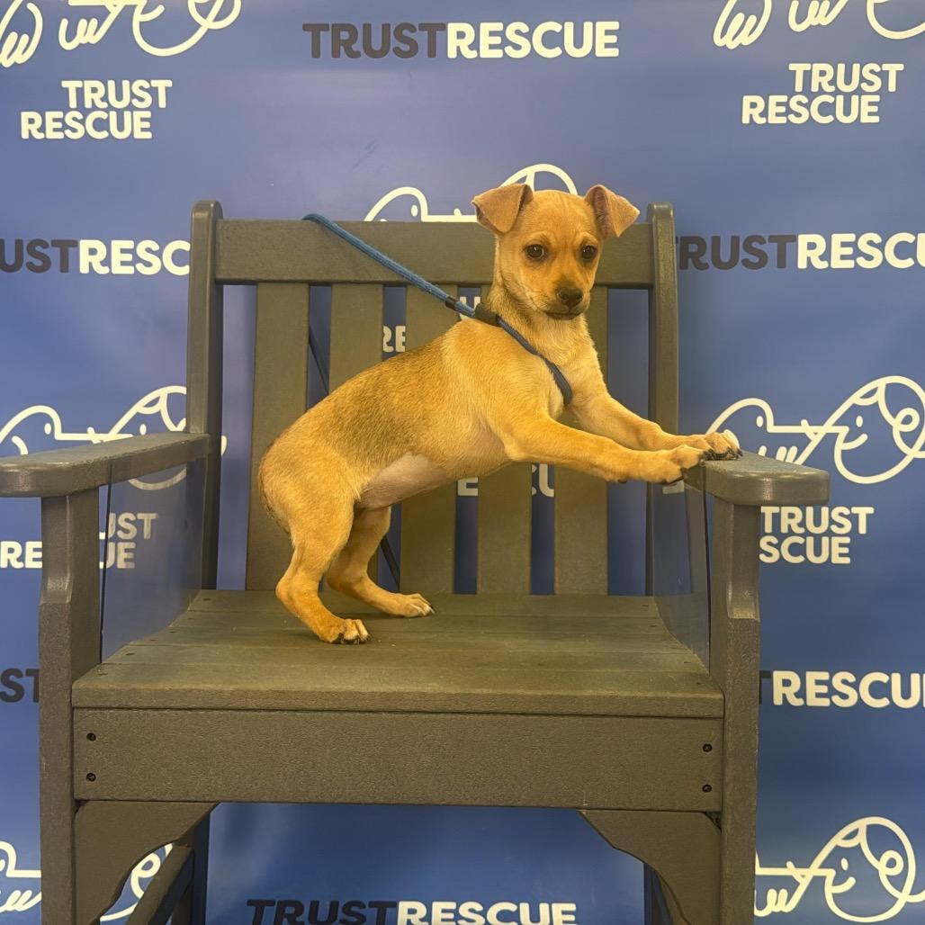 Enlarge SPROUT, a Adoptable mixed breed in Berlin, NJ image 1/6
