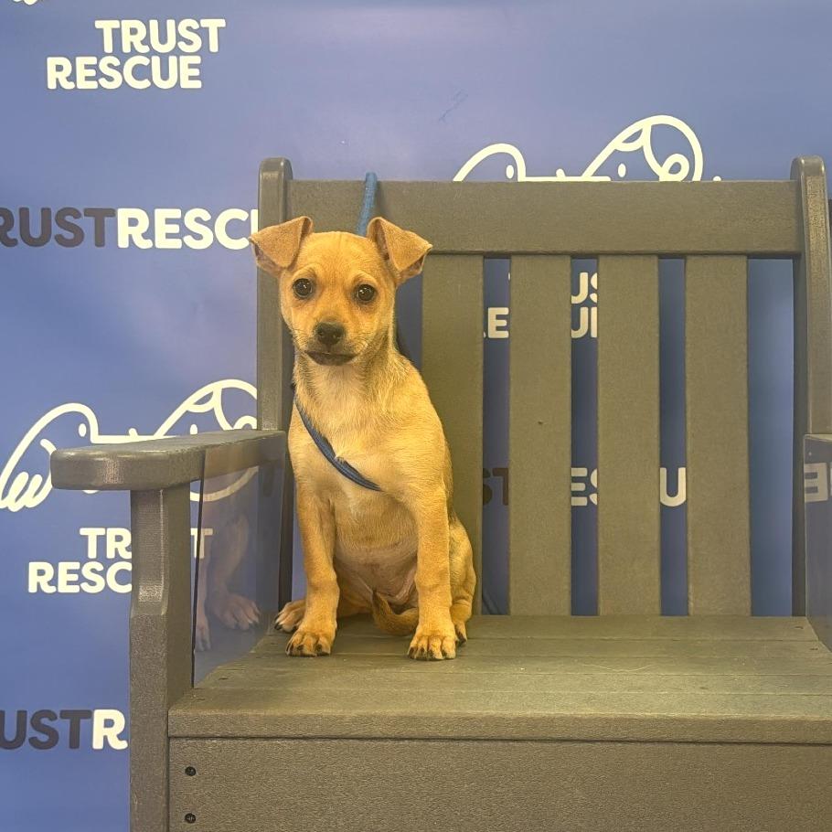 Enlarge SPROUT, a Adoptable mixed breed in Berlin, NJ image 2/6