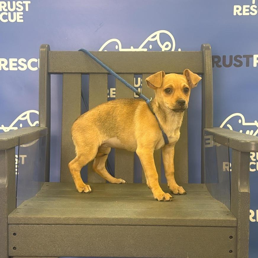 Enlarge SPROUT, a Adoptable mixed breed in Berlin, NJ image 3/6