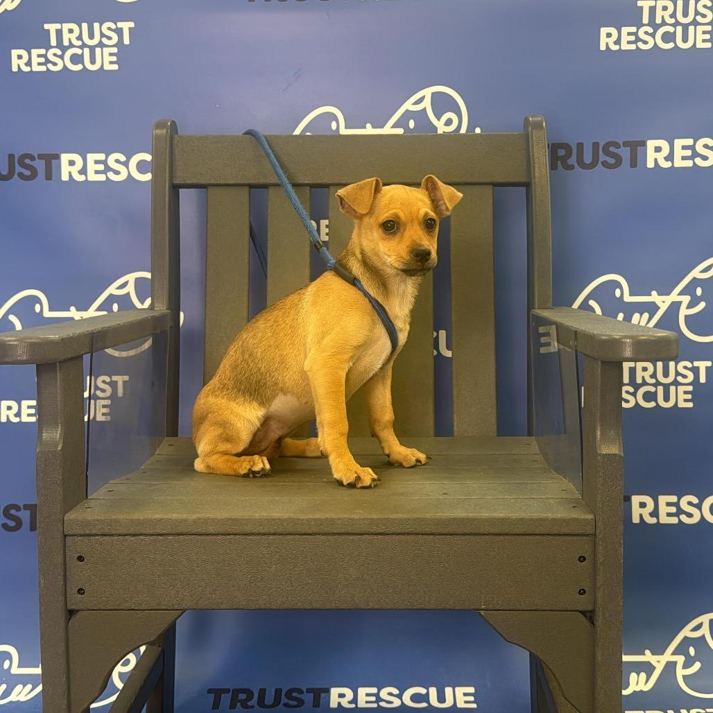 Enlarge SPROUT, a Adoptable mixed breed in Berlin, NJ image 4/6