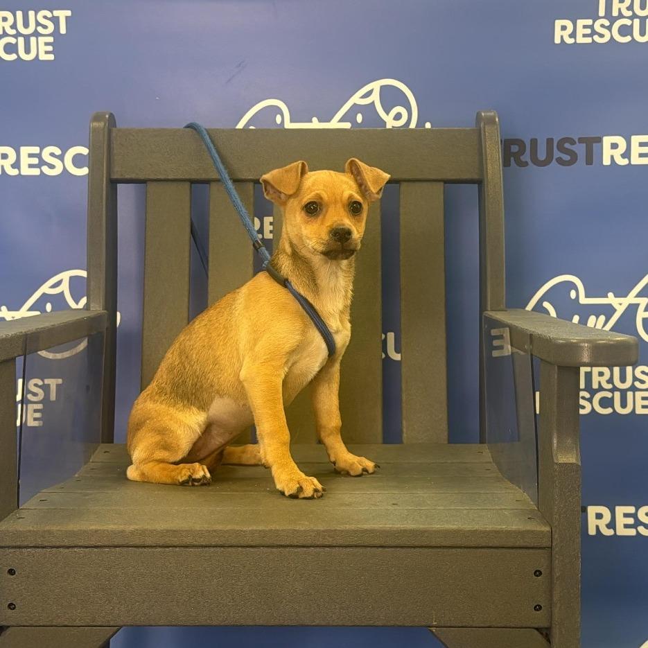Enlarge SPROUT, a Adoptable mixed breed in Berlin, NJ image 5/6
