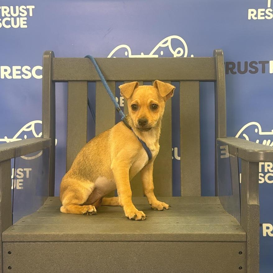 Enlarge SPROUT, a Adoptable mixed breed in Berlin, NJ image 6/6