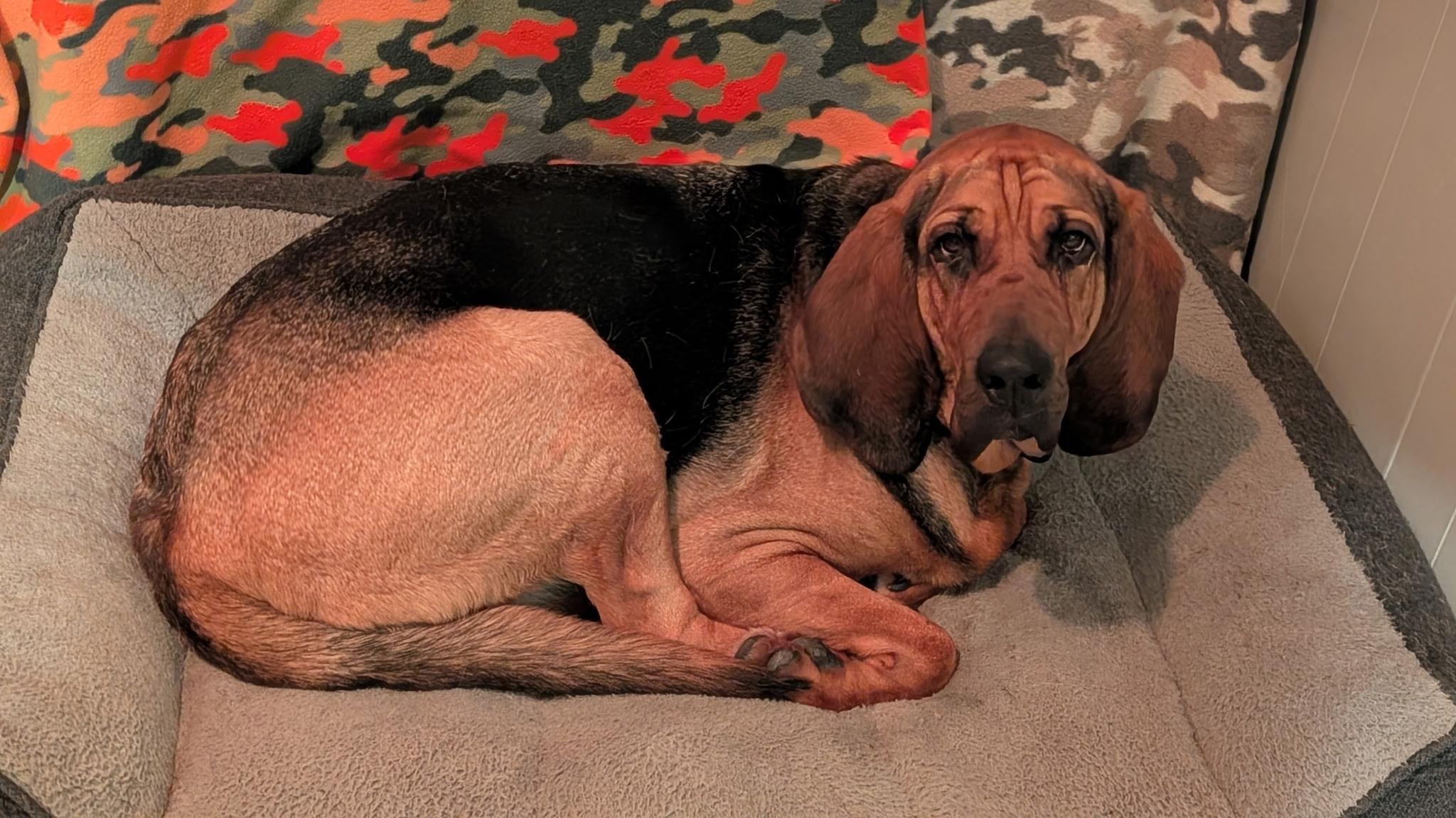 Sadie, ADOPTABLE, Adult Female Bloodhound.