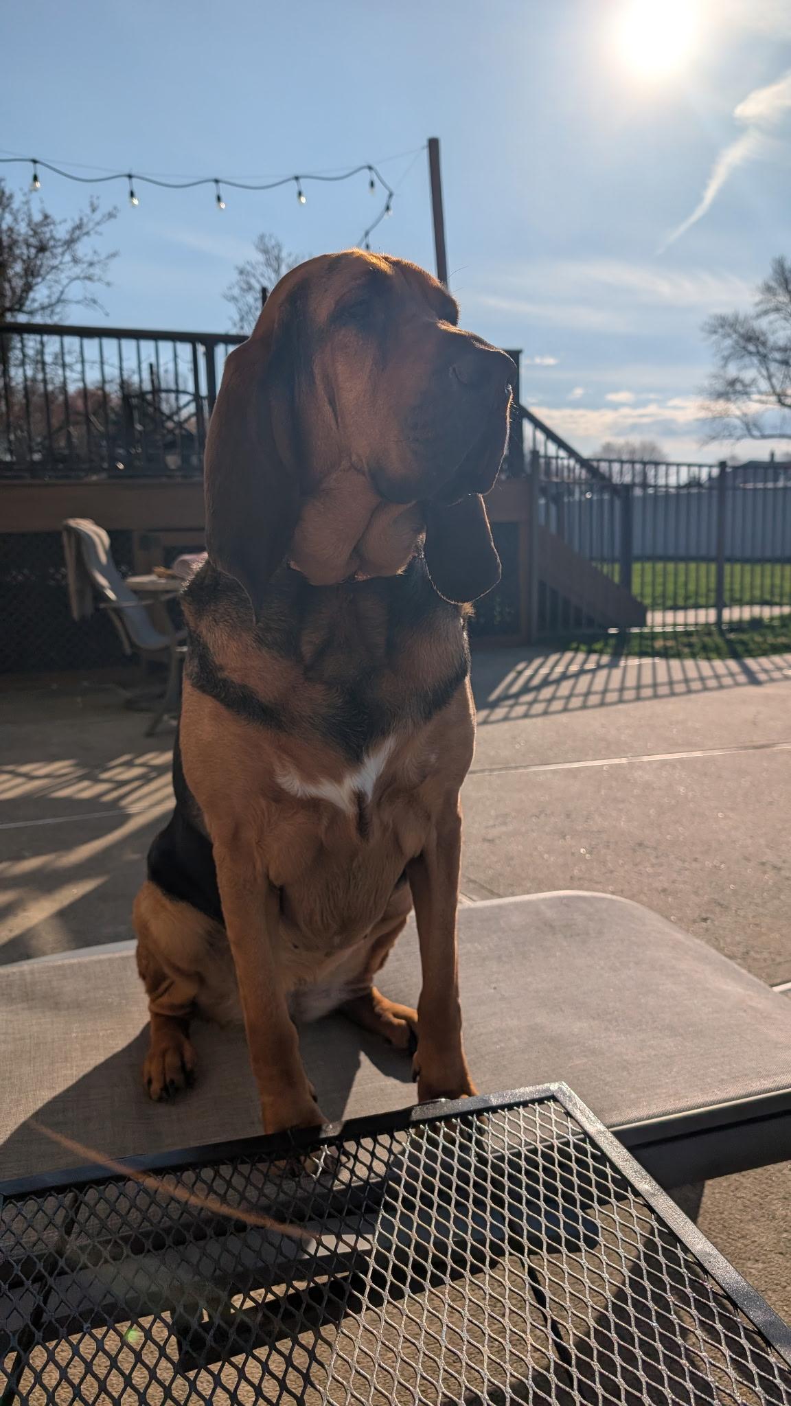 Sadie, a ADOPTABLE Bloodhound in Washington, NJ image 3/3