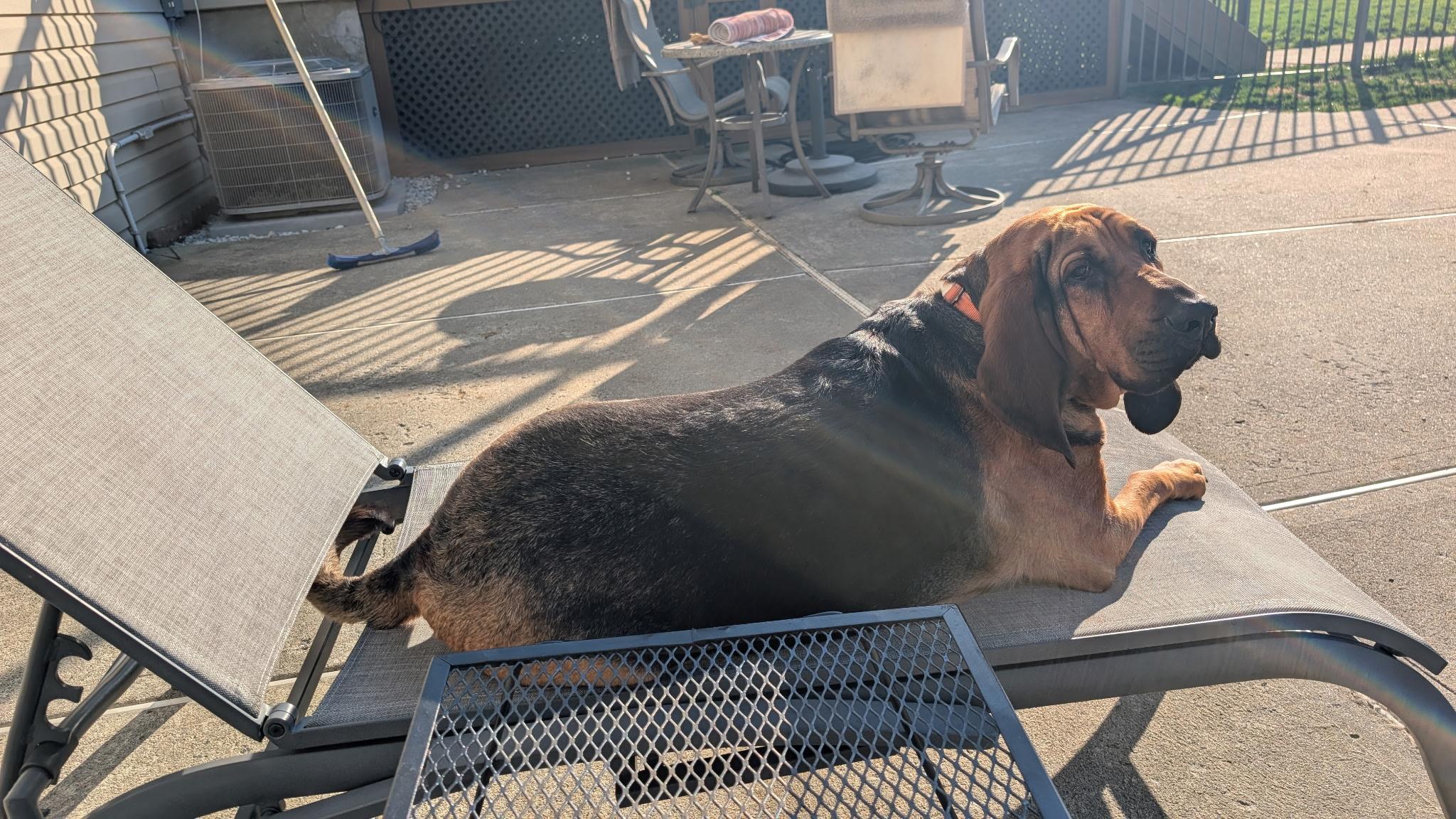 Sadie, a ADOPTABLE Bloodhound in Washington, NJ image 2/3
