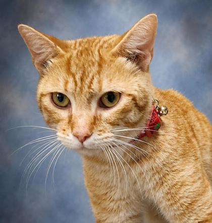 Franklin, Adoptable, Adult Male Domestic Short Hair & Domestic Short Hair.