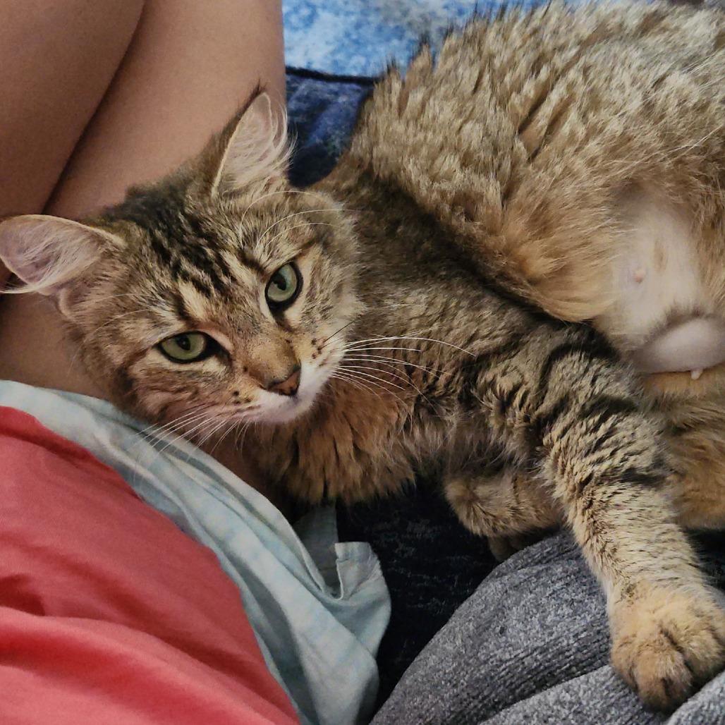 Ivy, Adoptable, Adult Female Domestic Medium Hair.