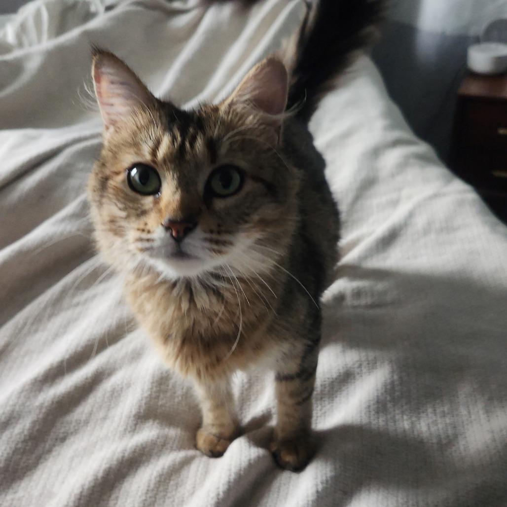Enlarge Ivy, a Adoptable Domestic Medium Hair in Medford, NJ image 2/3