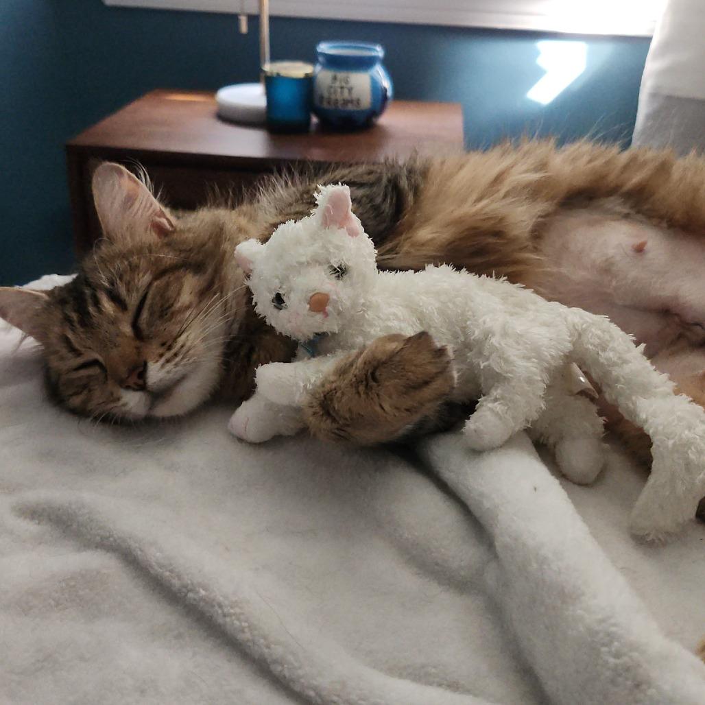 Enlarge Ivy, a Adoptable Domestic Medium Hair in Medford, NJ image 3/3