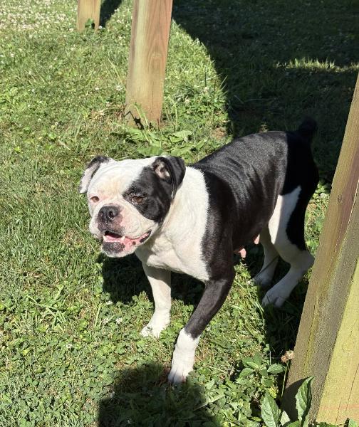 Enlarge A Pepper Smith-4701 Clinton, TN, a Adoptable mixed breed in Maryville, TN image 1/6