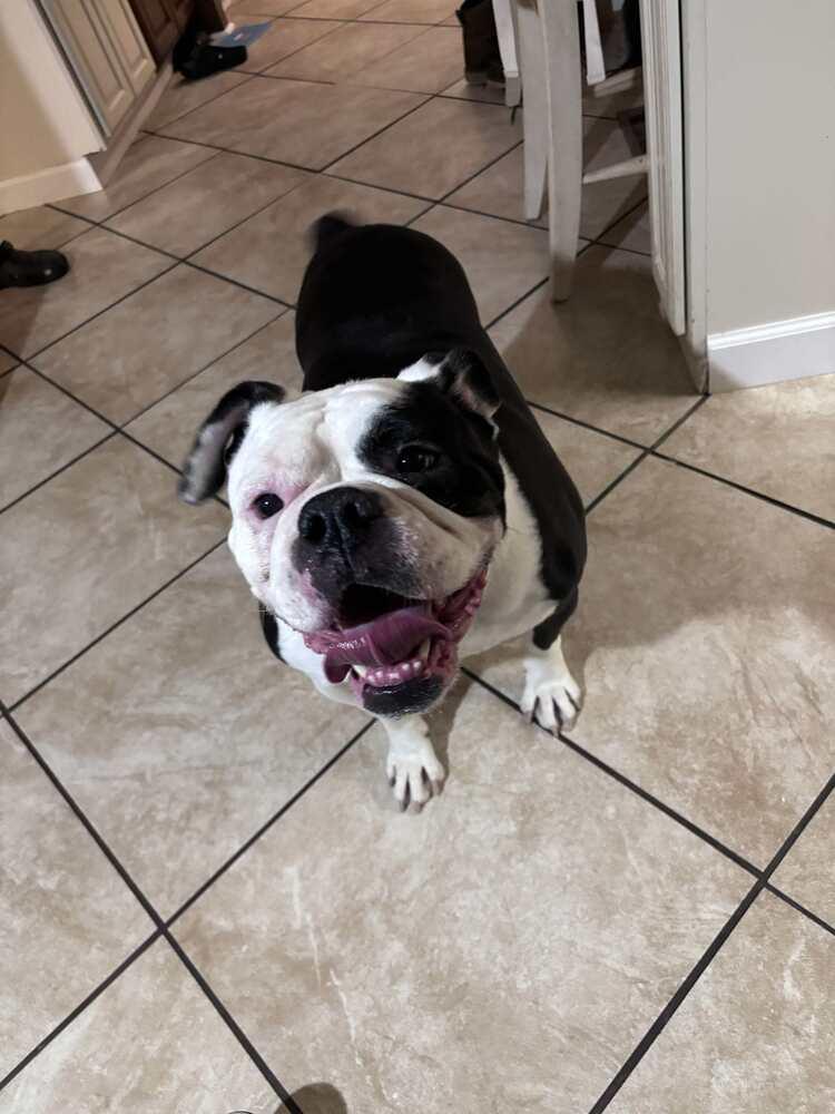 Enlarge A Pepper Smith-4701 Clinton, TN, a Adoptable mixed breed in Maryville, TN image 3/6