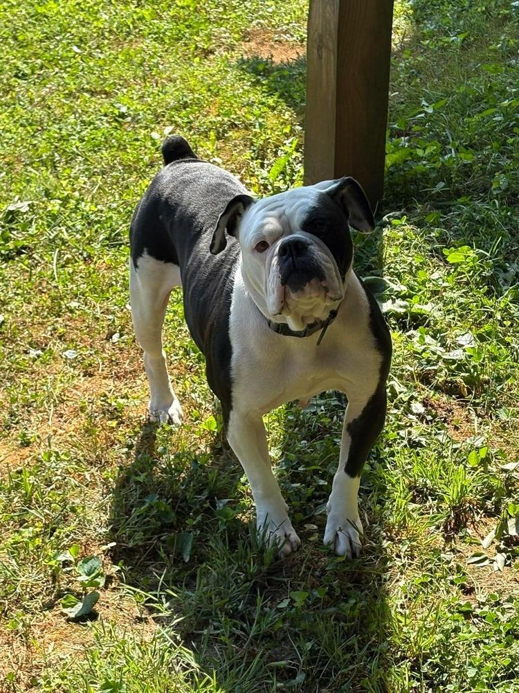 Enlarge A Pepper Smith-4701 Clinton, TN, a Adoptable mixed breed in Maryville, TN image 4/6