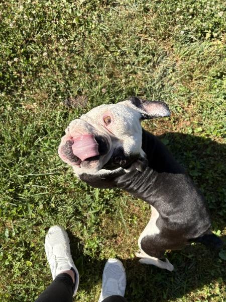 Enlarge A Pepper Smith-4701 Clinton, TN, a Adoptable mixed breed in Maryville, TN image 5/6