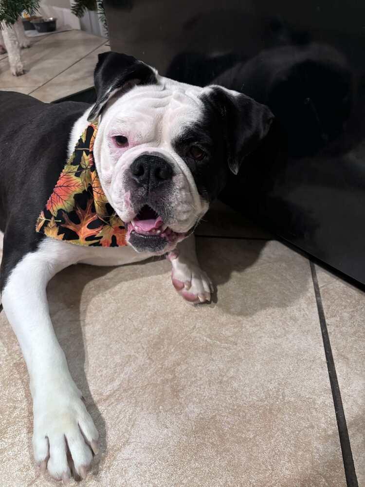 Enlarge A Pepper Smith-4701 Clinton, TN, a Adoptable mixed breed in Maryville, TN image 6/6