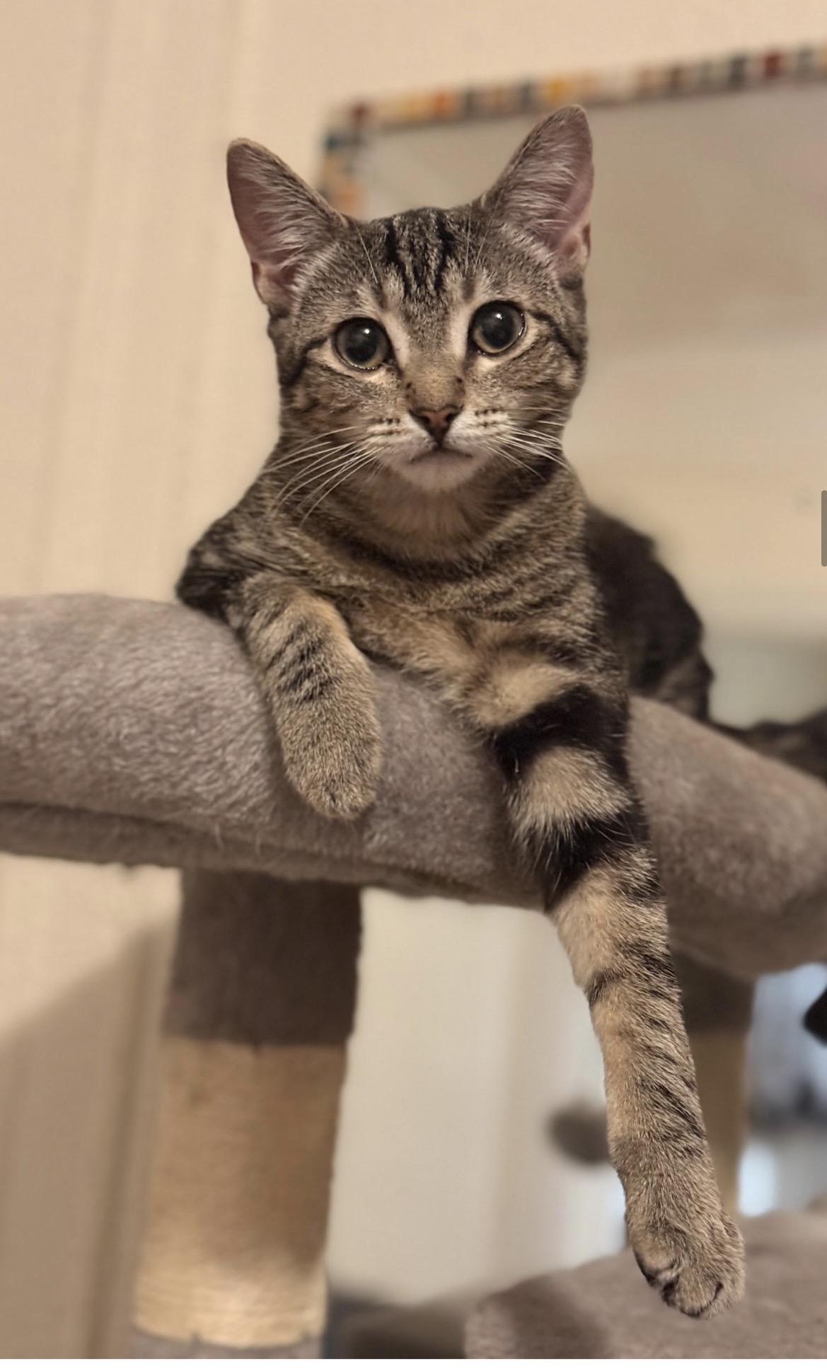 Enlarge Pieces , a ADOPTABLE Domestic Short Hair in Brooklyn, NY image 4/5