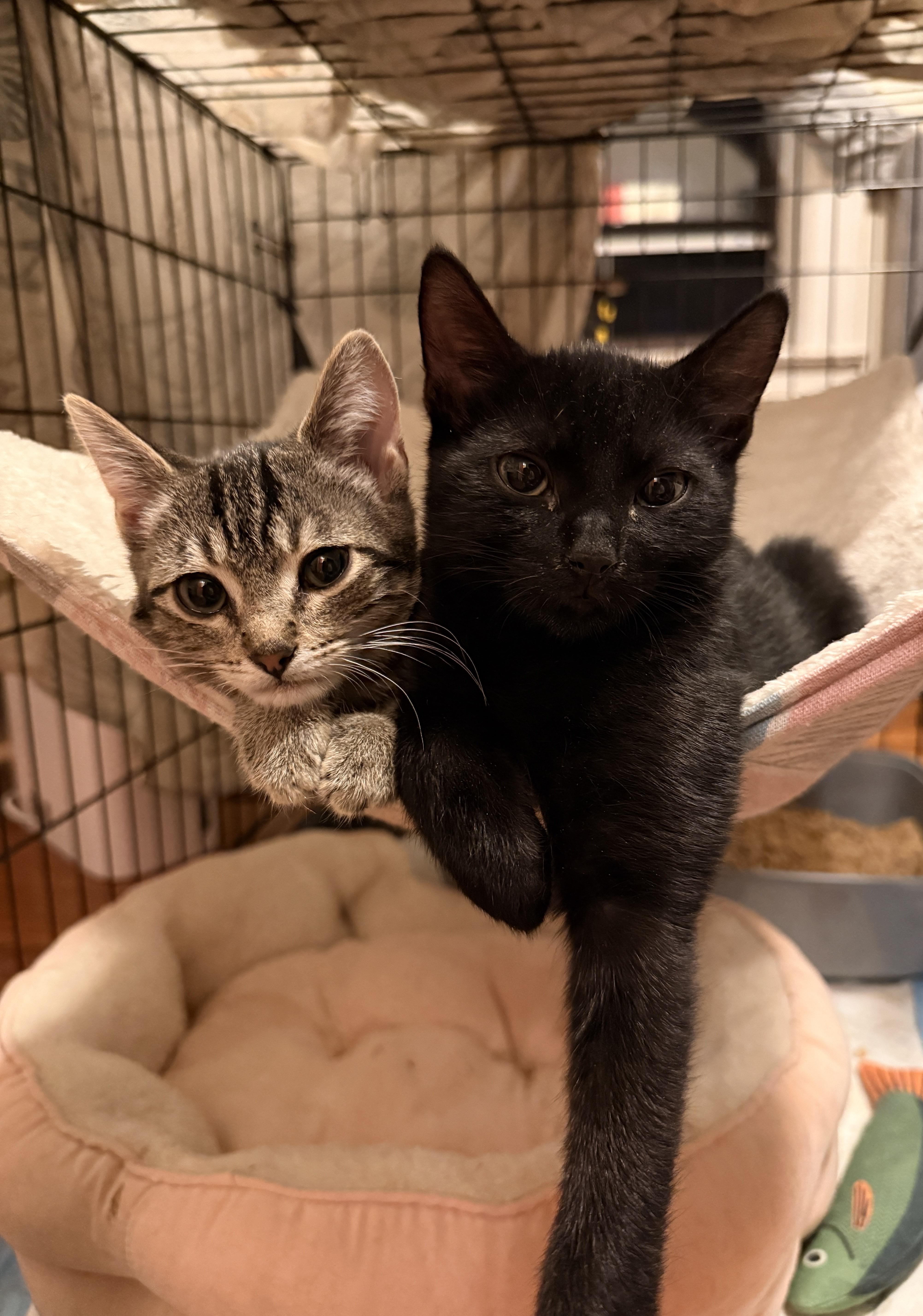 Pieces , a ADOPTABLE Domestic Short Hair in Brooklyn, NY image 3/3