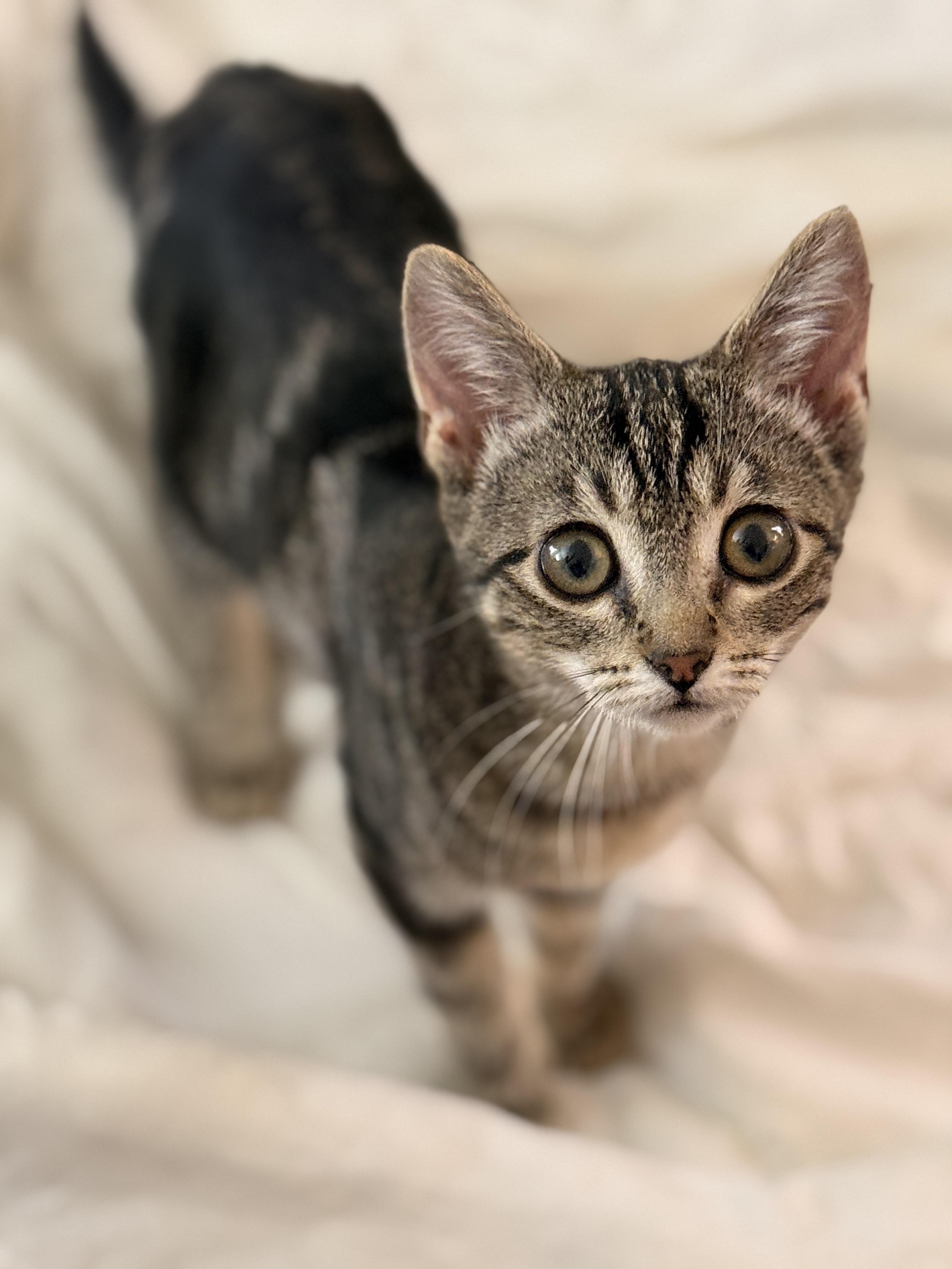 Pieces , a ADOPTABLE Domestic Short Hair in Brooklyn, NY image 2/3