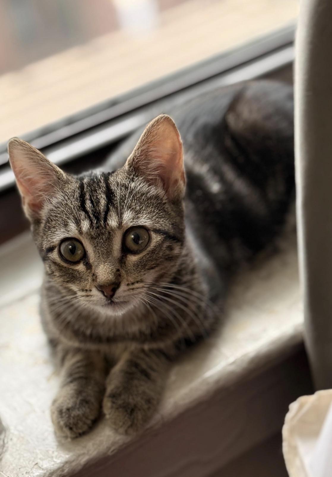 Enlarge Pieces , a ADOPTABLE Domestic Short Hair in Brooklyn, NY image 3/5