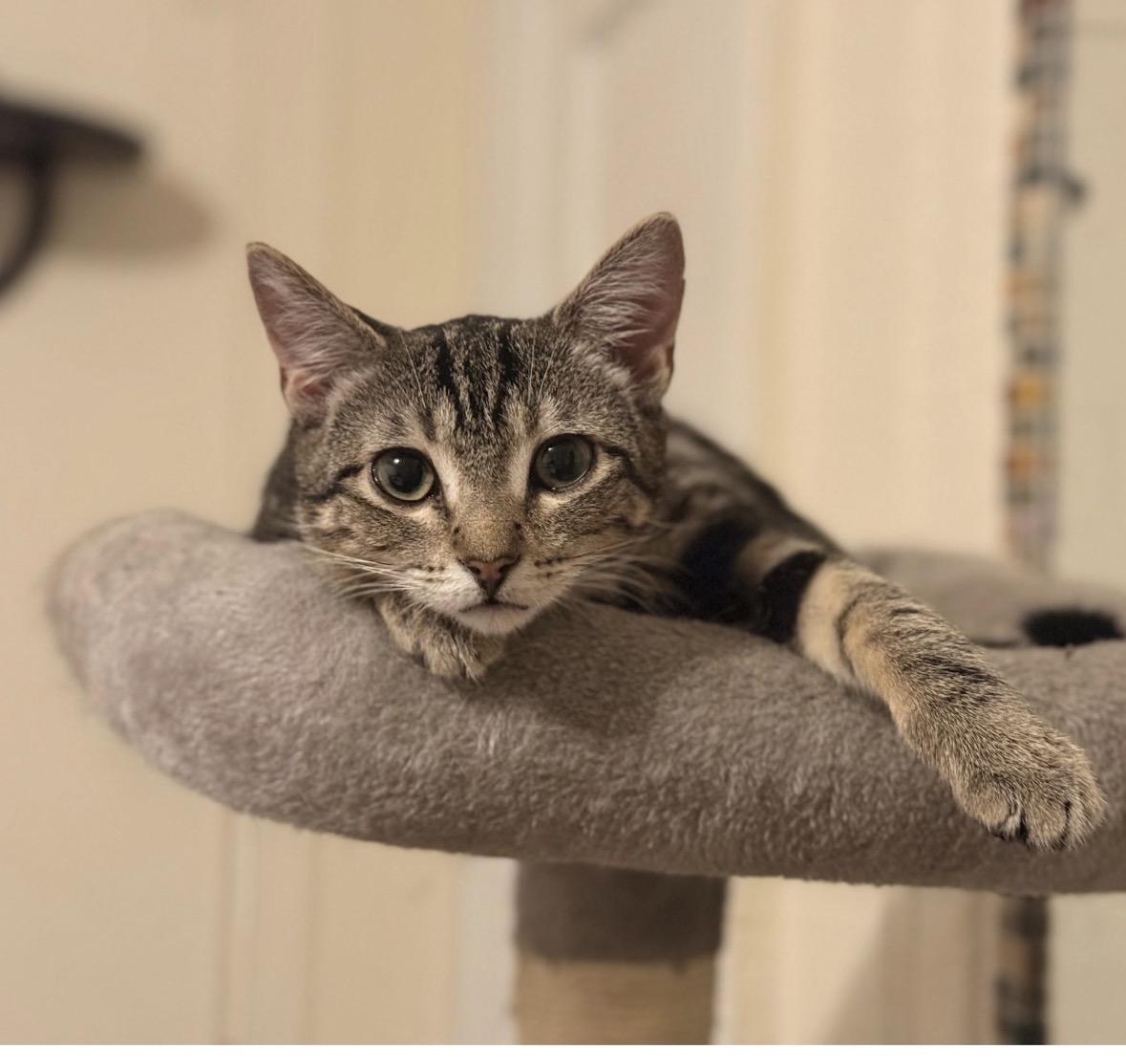 Enlarge Pieces , a ADOPTABLE Domestic Short Hair in Brooklyn, NY image 5/5