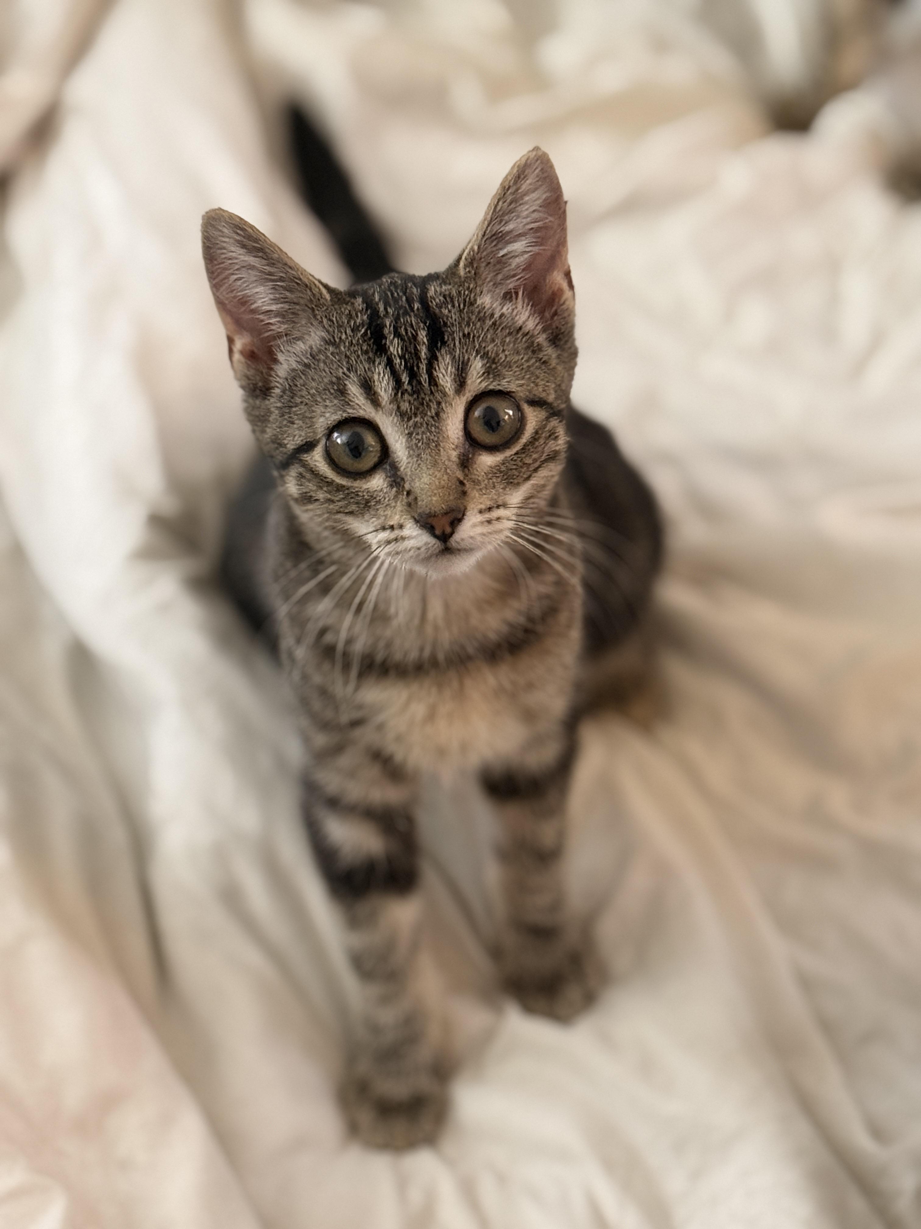 Pieces , a ADOPTABLE Domestic Short Hair in Brooklyn, NY image 1/3