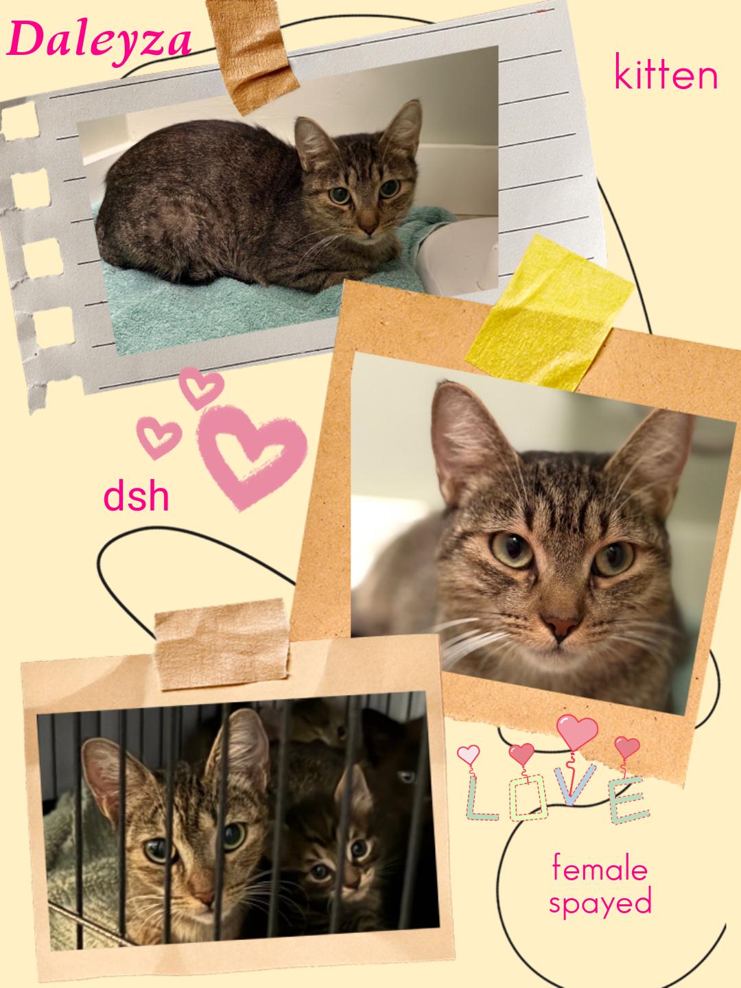 Daleyza OR14098-T, Adoptable, Young Female Domestic Short Hair & Tabby.