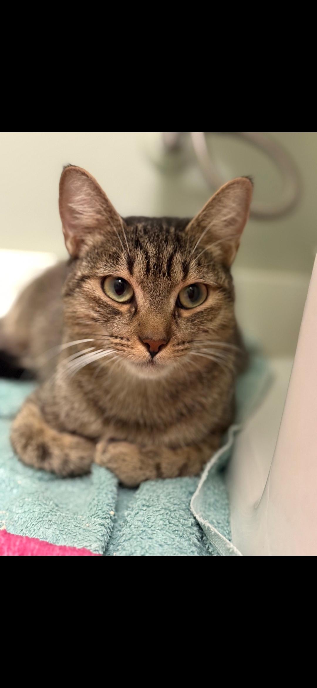 Enlarge Daleyza OR14098-T, a Adoptable mixed breed in Beaverton, OR image 2/5