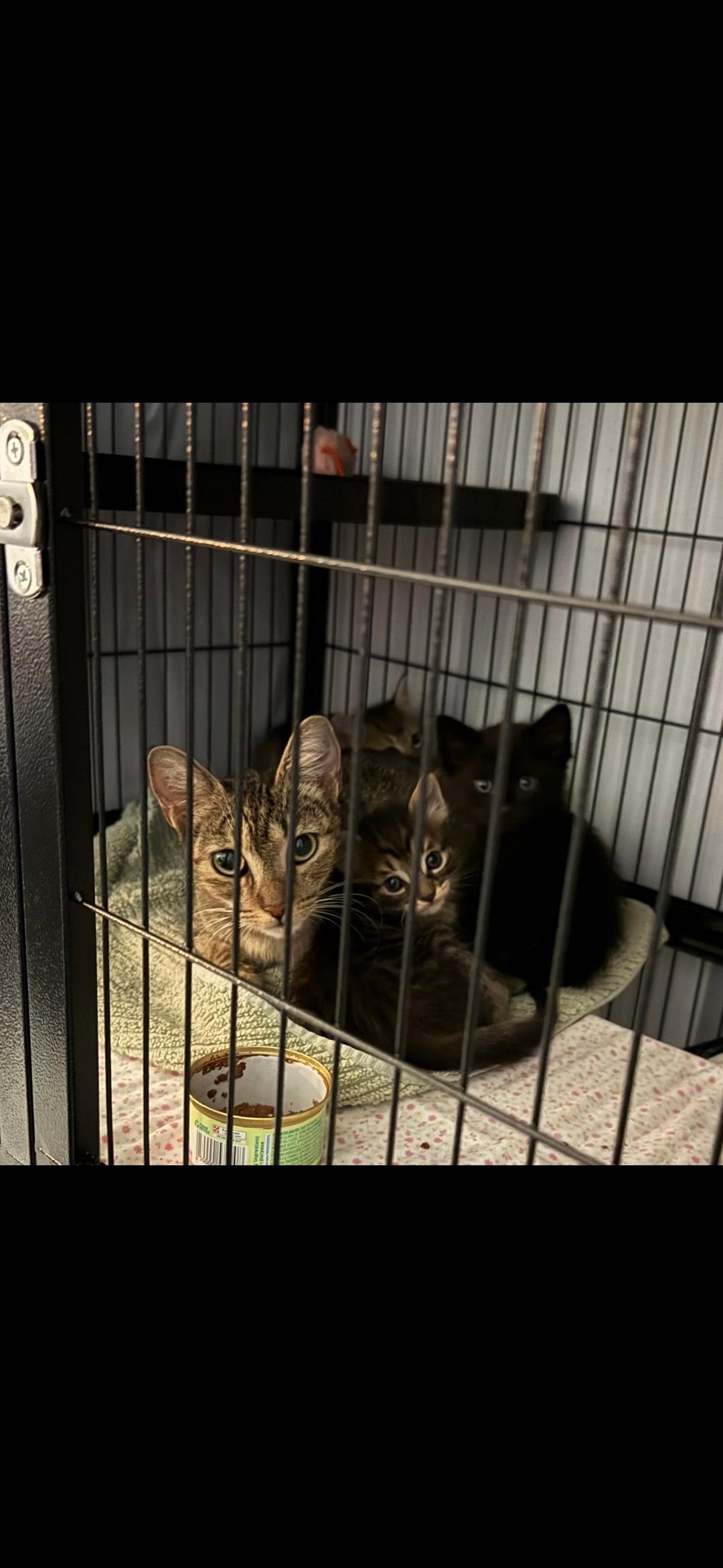 Enlarge Daleyza OR14098-T, a Adoptable mixed breed in Beaverton, OR image 4/5