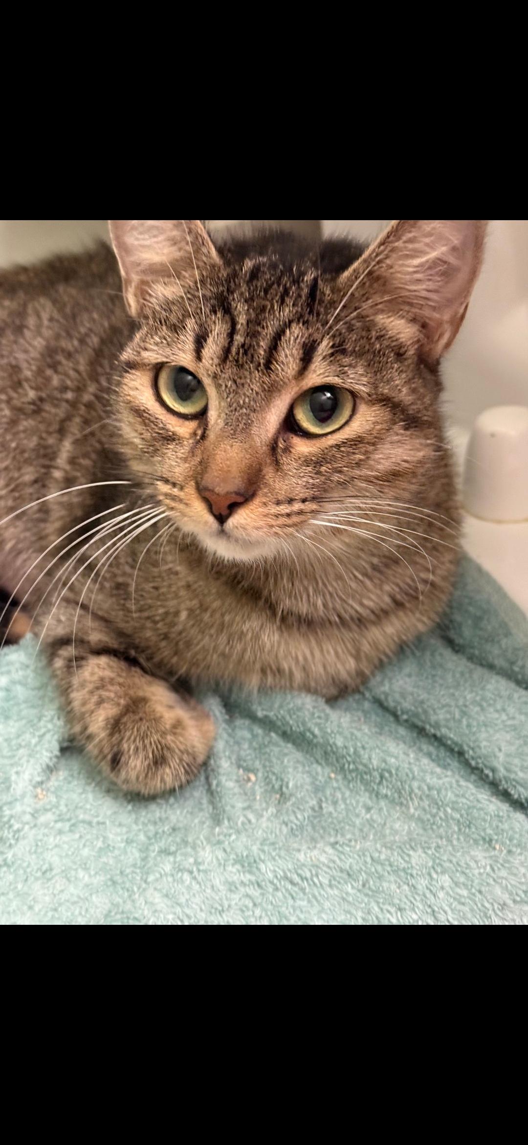 Enlarge Daleyza OR14098-T, a Adoptable mixed breed in Beaverton, OR image 5/5