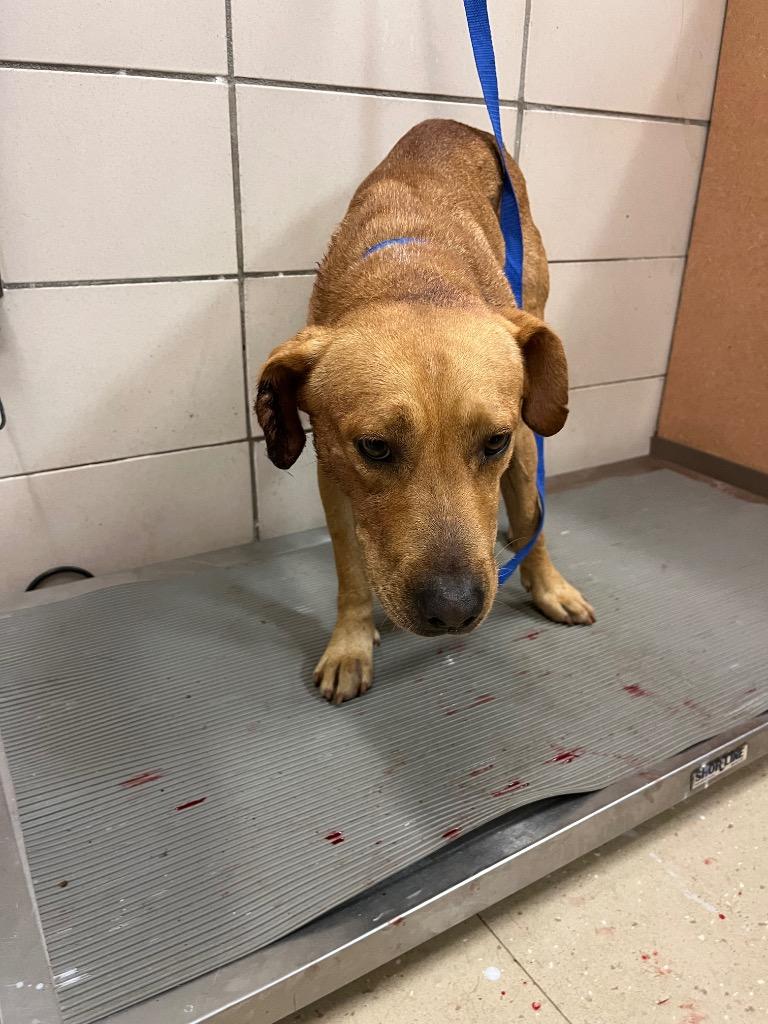 Tucker, Adoptable, Adult Male Black Mouth Cur & Mixed Breed.