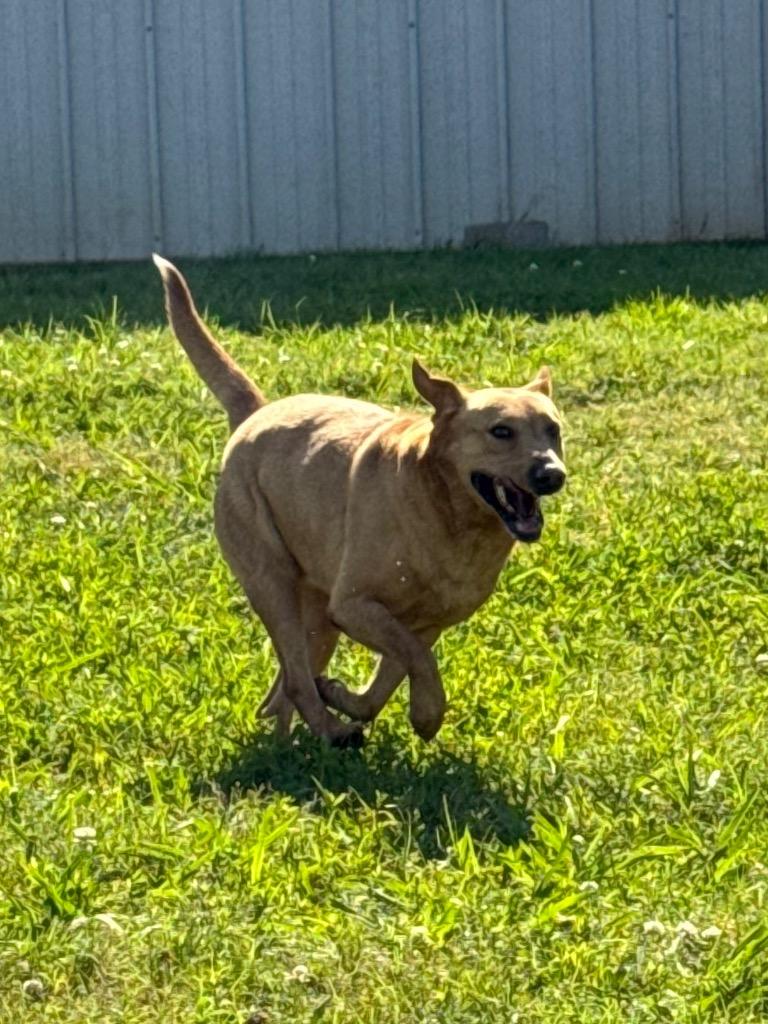 Enlarge Tucker, a Adoptable mixed breed in Bossier City, LA image 1/6