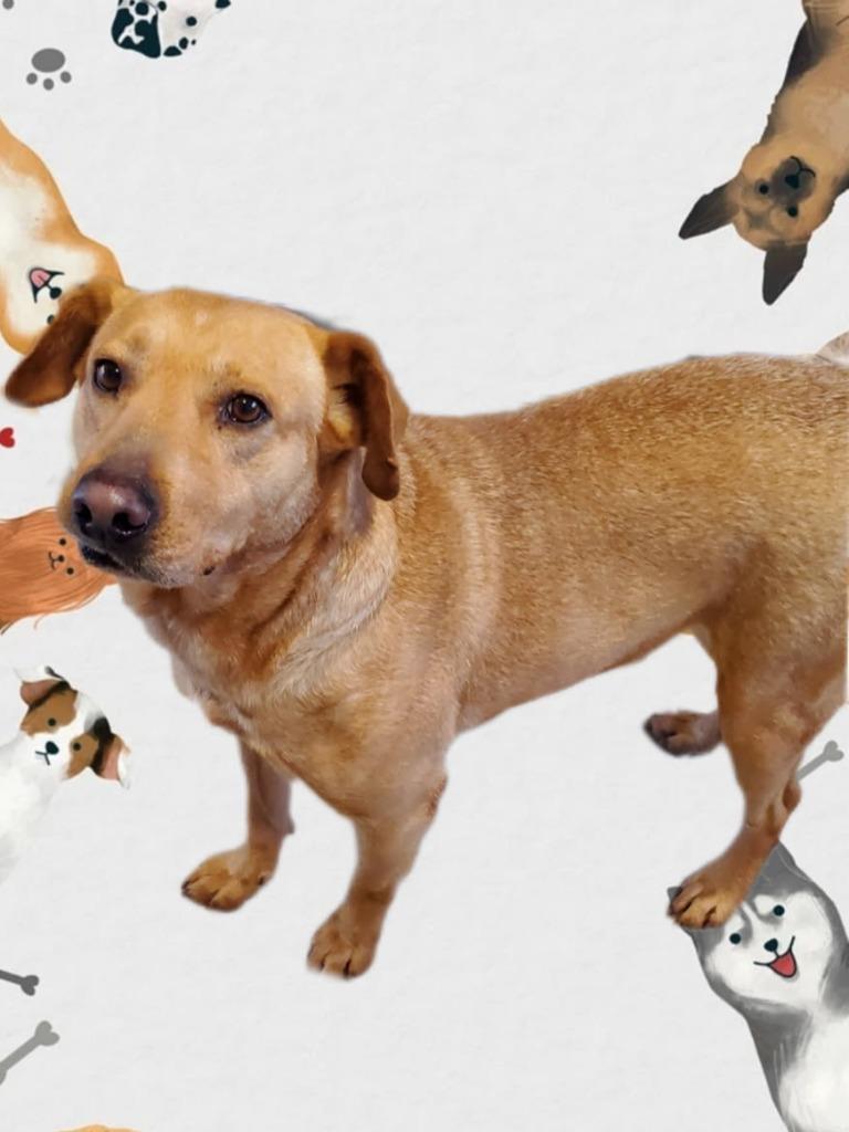 Enlarge Tucker, a Adoptable mixed breed in Bossier City, LA image 2/6