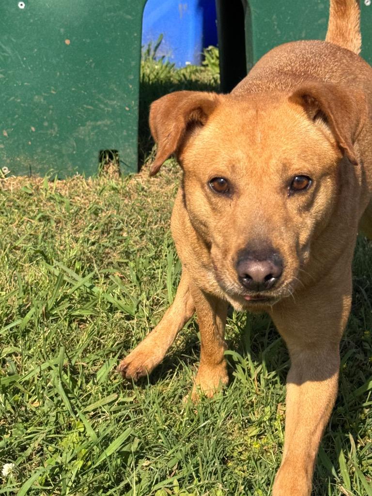 Enlarge Tucker, a Adoptable mixed breed in Bossier City, LA image 3/6