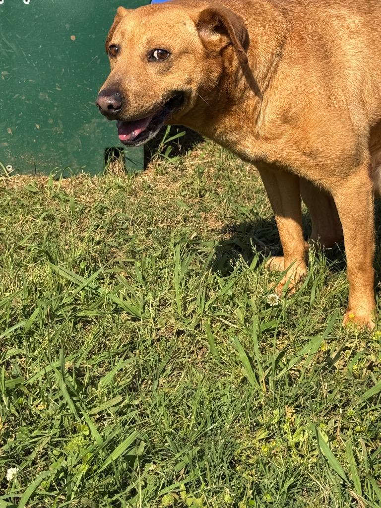 Enlarge Tucker, a Adoptable mixed breed in Bossier City, LA image 5/6