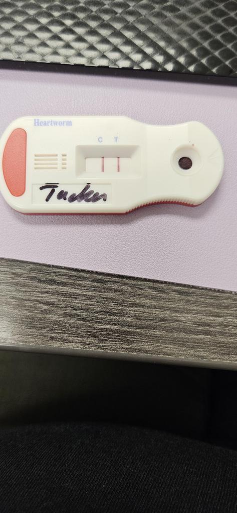 Enlarge Tucker, a Adoptable mixed breed in Bossier City, LA image 6/6